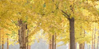 Cina: aspettativa di vita media raggiunge i 79 anni nel 2024