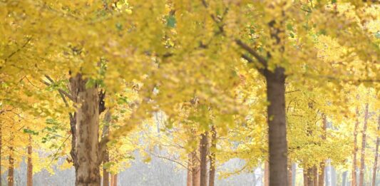 Cina: aspettativa di vita media raggiunge i 79 anni nel 2024