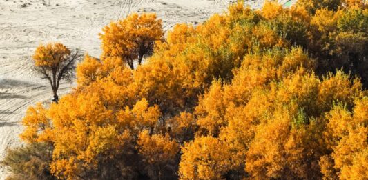 Cina, nello Xinjiang produzione di petrolio greggio supera 1,7 mln di tonnellate