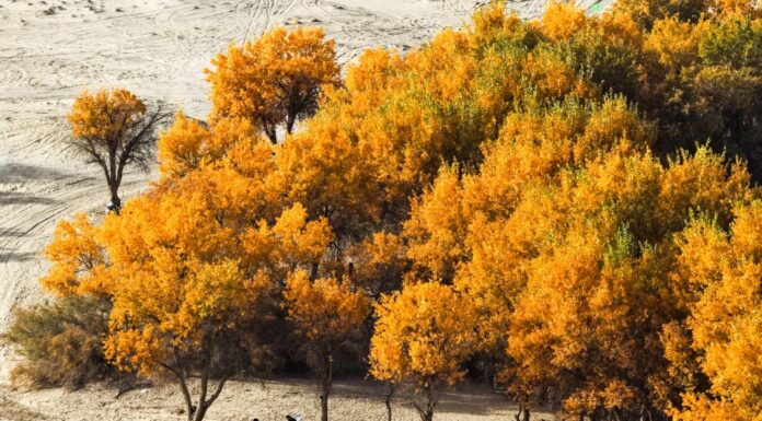 Cina, nello Xinjiang produzione di petrolio greggio supera 1,7 mln di tonnellate