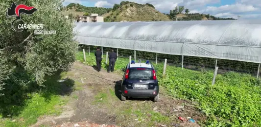 Scoperte nel reggino 35 mila metri quadrati di serre abusive in area protetta