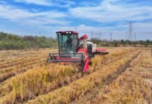 Cina, produzione cerealicola supera 714 mln di tonnellate nel 2025