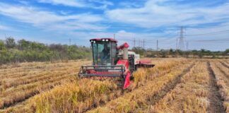 Cina, produzione cerealicola supera 714 mln di tonnellate nel 2025