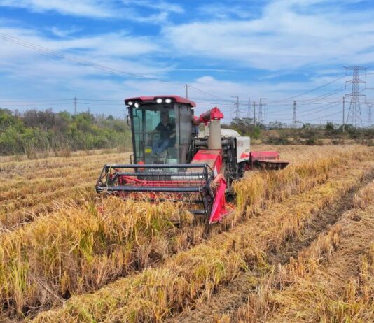 Cina, produzione cerealicola supera 714 mln di tonnellate nel 2025
