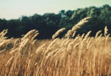 Emilia-Romagna, rinnovato accordo tra Gruppo Barilla e i cerealicoltori regionali