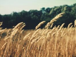 Emilia-Romagna, rinnovato accordo tra Gruppo Barilla e i cerealicoltori regionali