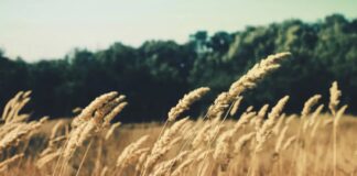 Emilia-Romagna, rinnovato accordo tra Gruppo Barilla e i cerealicoltori regionali