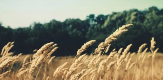 Emilia-Romagna, rinnovato accordo tra Gruppo Barilla e i cerealicoltori regionali