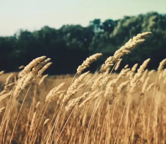 Emilia-Romagna, rinnovato accordo tra Gruppo Barilla e i cerealicoltori regionali