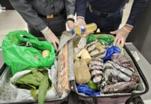 Milano, a Linate sequestrate 6,5 tonnellate di alimenti non sicuri