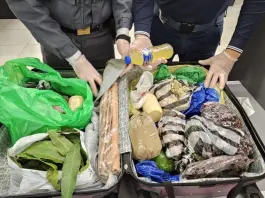 Milano, a Linate sequestrate 6,5 tonnellate di alimenti non sicuri