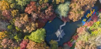 Cina, progressi nella conservazione delle risorse genetiche forestali