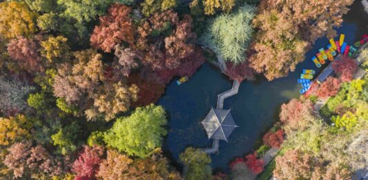 Cina, progressi nella conservazione delle risorse genetiche forestali