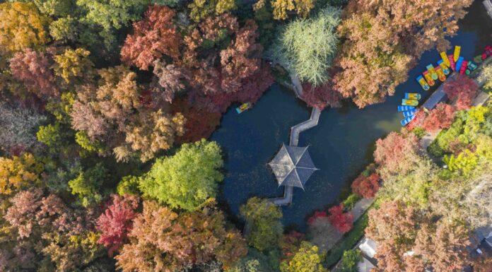 Cina, progressi nella conservazione delle risorse genetiche forestali