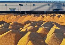 Cina: Heilongjiang conferma il primato nella produzione cerealicola (1)