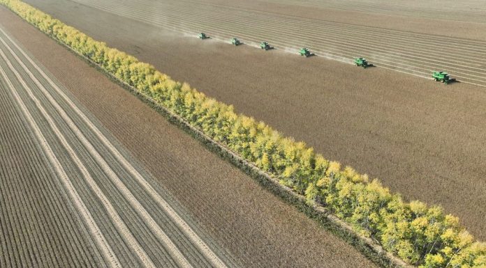 Cina: Heilongjiang conferma il primato nella produzione cerealicola (2)