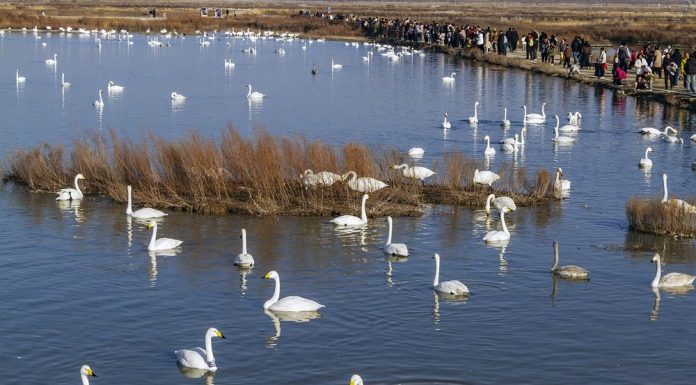 Cina: la magia della natura tra i paesaggi invernali del Paese (1)