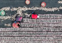 Cina: a Tangshan la tradizione del pesce essiccato sostiene mercato locale (2)