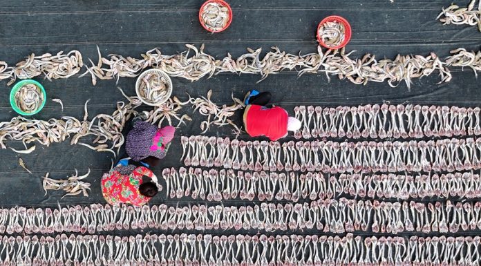 Cina: a Tangshan la tradizione del pesce essiccato sostiene mercato locale (2)