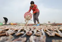 Cina: a Tangshan la tradizione del pesce essiccato sostiene mercato locale (3)