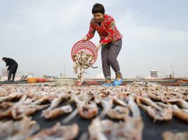 Cina: a Tangshan la tradizione del pesce essiccato sostiene mercato locale (3)