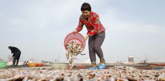 Cina: a Tangshan la tradizione del pesce essiccato sostiene mercato locale (3)