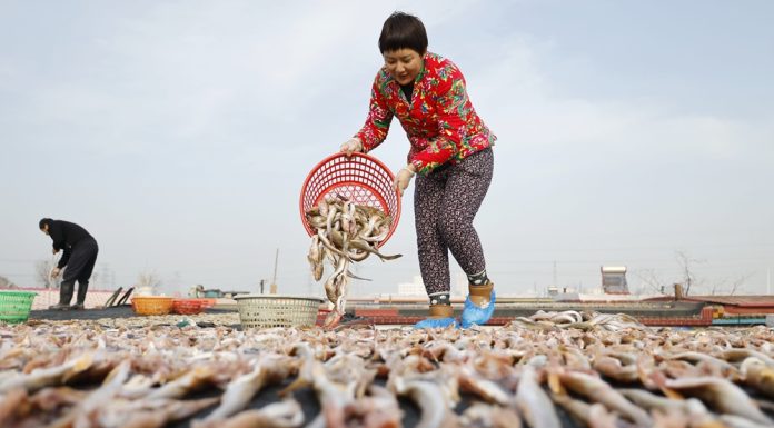 Cina: a Tangshan la tradizione del pesce essiccato sostiene mercato locale (3)
