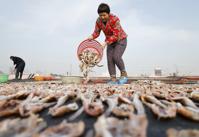 CHINA-HEBEI-TANGSHAN-SEA FOOD-PROCESSING (CN)