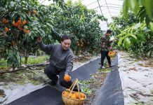 Cina: Huzhou promuove modernizzazione agricola per migliorare prodotti (1)