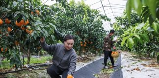 Cina: Huzhou promuove modernizzazione agricola per migliorare prodotti (1)