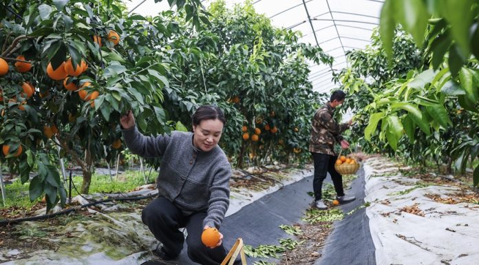 Cina: Huzhou promuove modernizzazione agricola per migliorare prodotti (1)