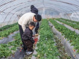 Cina: Huzhou promuove modernizzazione agricola per migliorare prodotti (3)