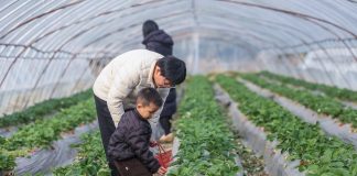 Cina: Huzhou promuove modernizzazione agricola per migliorare prodotti (3)