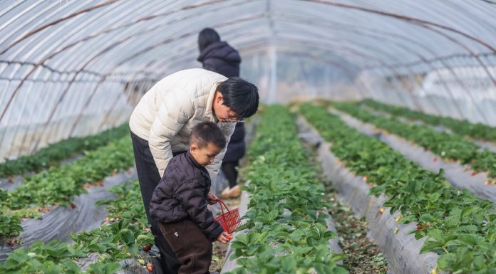 Cina: Huzhou promuove modernizzazione agricola per migliorare prodotti (3)