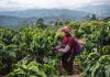 Cina: a Pu’er in corso la raccolta del caffè (1)