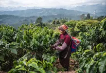 Cina: a Pu’er in corso la raccolta del caffè (1)
