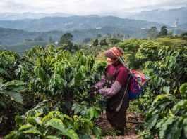 Cina: a Pu’er in corso la raccolta del caffè (1)