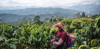 Cina: a Pu’er in corso la raccolta del caffè (1)