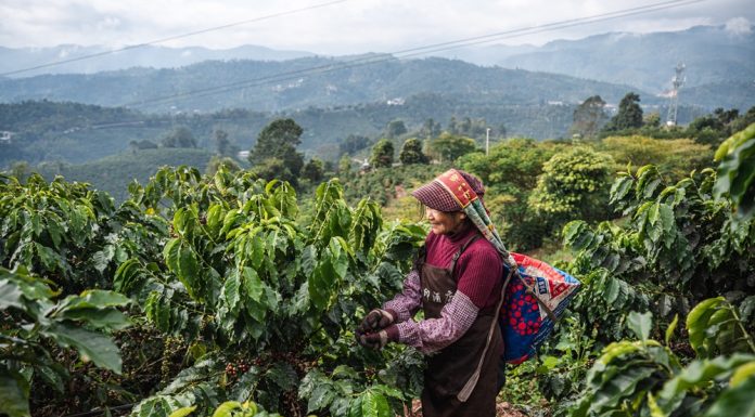 Cina: a Pu’er in corso la raccolta del caffè (1)