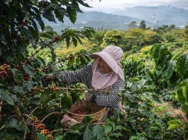 Cina: a Pu’er in corso la raccolta del caffè (2)