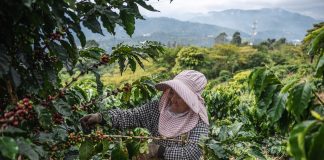 Cina: a Pu’er in corso la raccolta del caffè (2)