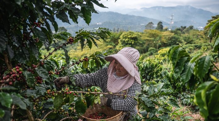 Cina: a Pu’er in corso la raccolta del caffè (2)