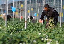 Cina: gli agricoltori si preparano al termine solare della “Grande Neve” (2)