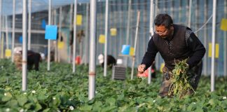 Cina: gli agricoltori si preparano al termine solare della “Grande Neve” (2)