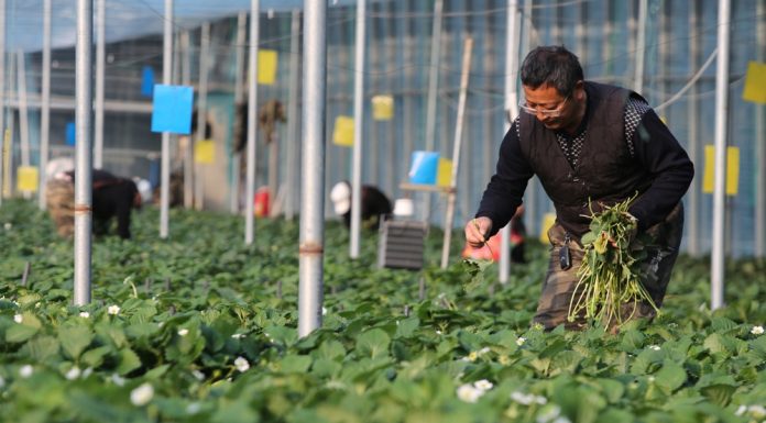 Cina: gli agricoltori si preparano al termine solare della “Grande Neve” (2)