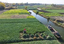 Cina: gli agricoltori si preparano al termine solare della “Grande Neve” (3)