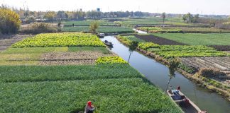 Cina: gli agricoltori si preparano al termine solare della “Grande Neve” (3)