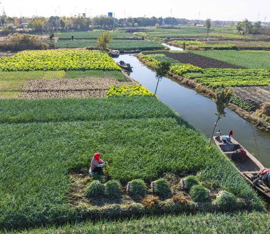 Cina: gli agricoltori si preparano al termine solare della “Grande Neve” (3)
