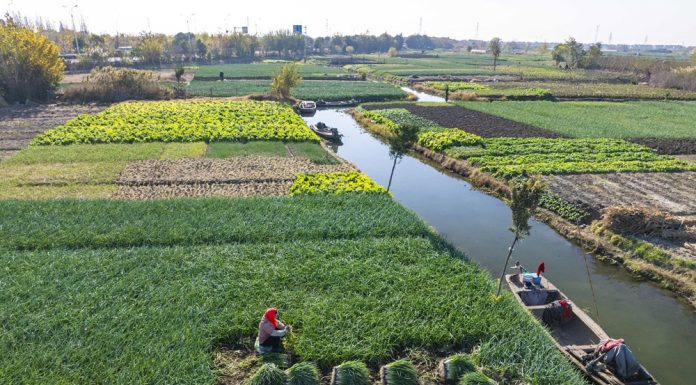 Cina: gli agricoltori si preparano al termine solare della “Grande Neve” (3)
