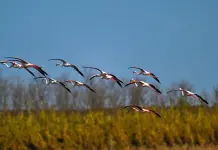 Cina: fenicotteri arrivati nelle zone umide di Yancheng per svernare (1)